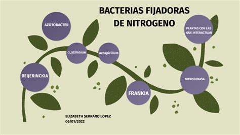 Ejemplo de plantas fijadoras de nitrógeno y acumuladoras dinámicas