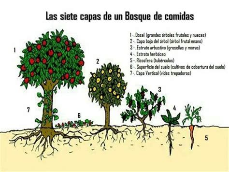 Gráfico de productividad de un bosque comestible a lo largo del tiempo