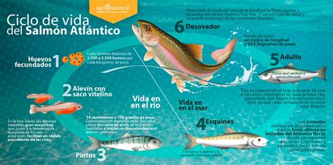 Esquema del ciclo de vida del salmón y las etapas de alimentación