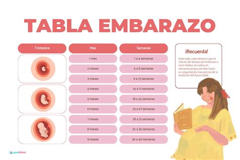 infografía comparativa de vientres de embarazo en diferentes semanas de gestación