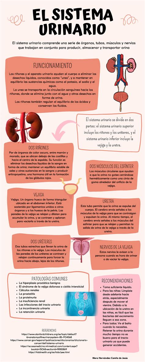 Infografía mostrando el sistema urinario y destacando la importancia del agua y la vitamina C para su salud.