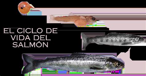 Esquema de las etapas del ciclo de vida del salmón