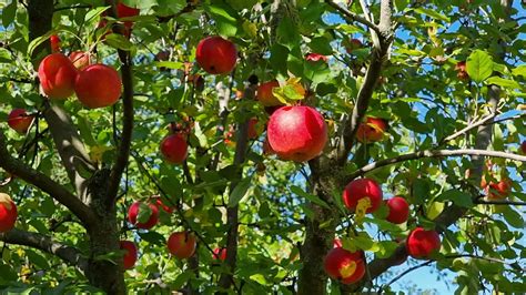 Manzana en el árbol en etapa de maduración