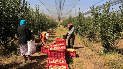 Trabajadores cosechando manzanas cuidadosamente en un huerto
