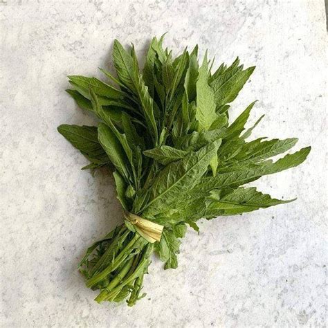 Ramas de epazote fresco