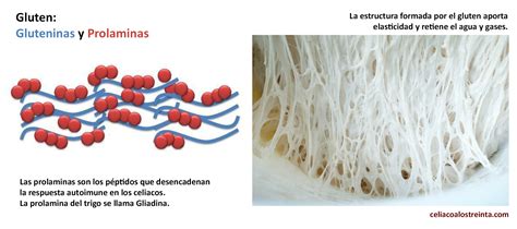 Gráfico mostrando la función del gluten en la estructura de la miga del pan.