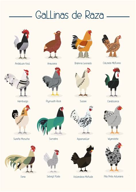 Ilustración de las diferentes razas de gallinas y su producción anual de huevos.