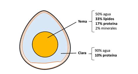 Diagrama detallando la composición de la clara y la yema del huevo.