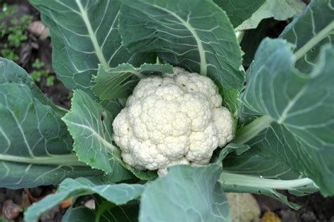 Ilustración de una planta de coliflor con su inflorescencia (cabeza o pella)
