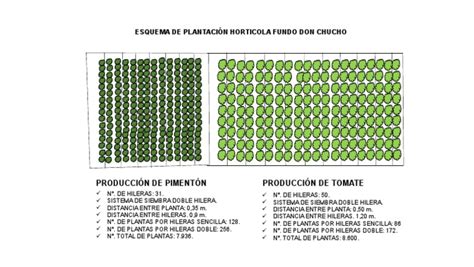 Esquema de plantación de coliflor en hilera simple y doble