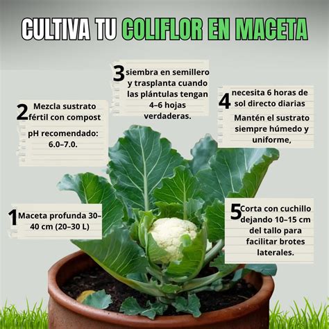Ejemplo de una planta de coliflor afectada por mildiú