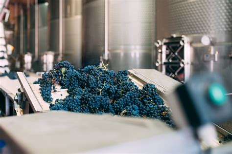 Esquema del proceso de estrujado de las uvas