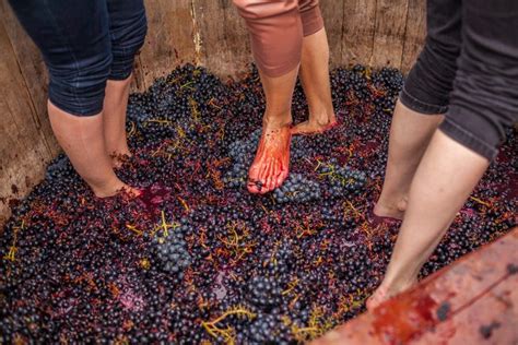 Ilustración de personas pisando uvas en un lagar tradicional