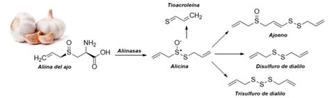 Ilustración de dientes de ajo y su estructura molecular, destacando la alicina.