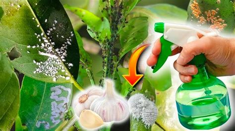 Fotografía de un spray con infusión de ajo aplicándose sobre plantas de pimiento con pulgones.