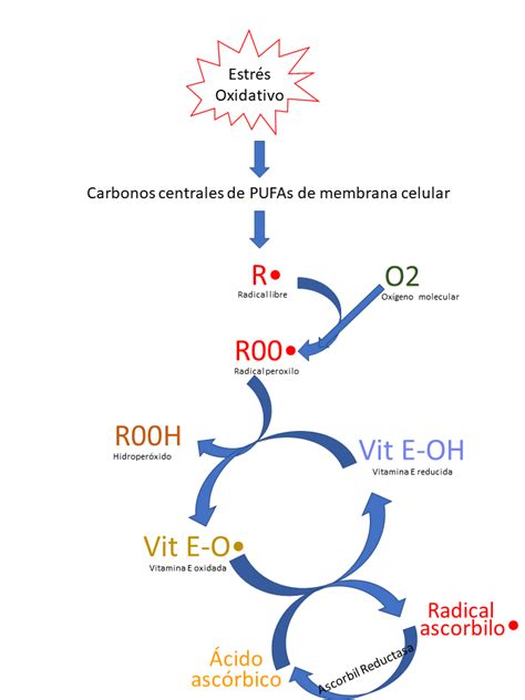 Diagrama explicando la acción de la vitamina C y la fibra en el cuerpo humano.