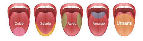Ilustración representando los cinco sabores básicos y los órganos sensoriales involucrados en la percepción del sabor.