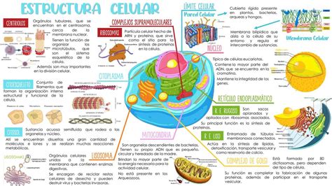 infografía sobre la estructura celular de una levadura