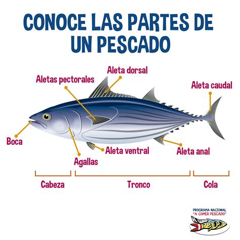 Esquema de las partes del pescado utilizadas para sushi y sashimi