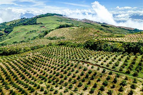Campo de paltas (aguacates) listos para la cosecha