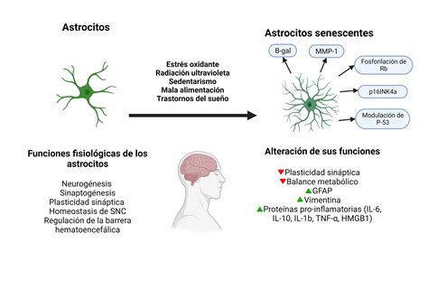 Esquema de la neuroinflamación mediada por estrés oxidativo