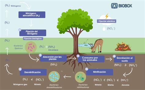 Esquema de la fijación de nitrógeno en el suelo por las legumbres