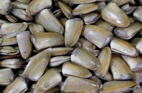 Machas frescas en sus conchas listas para cocinar