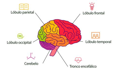 Ilustración de las zonas del cerebro afectadas por el 