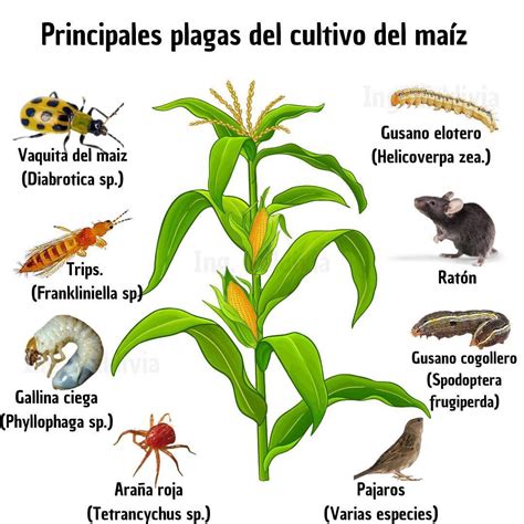 Ilustración 1. Hongos comunes que afectan el maíz almacenado