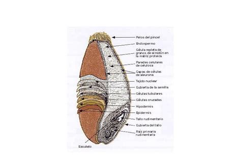 Esquema de la estructura del grano de trigo con ubicación del gluten.