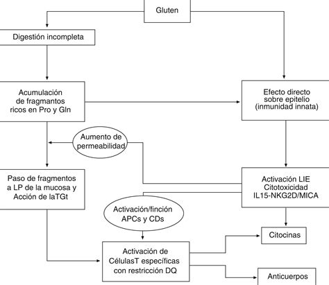 Esquema detallado de la patogenia de la Enfermedad Celíaca, mostrando la acción del gluten, la tTG y la respuesta inmune.