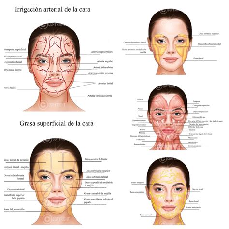 Diagrama de las zonas corporales y faciales donde se puede aplicar la inyección de alcachofa