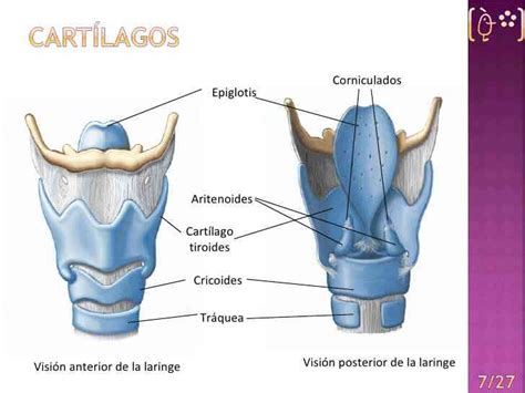 Esquema anatómico de la laringe y el cartílago tiroides en el cuello humano
