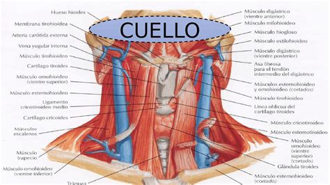 Ilustración que compara el perfil del cuello de un hombre y una mujer, destacando la presencia de la nuez de Adán