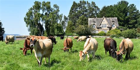 Vista panorámica de Fundo Playa Venado con vacas Jersey pastando y el lago Llanquihue al fondo