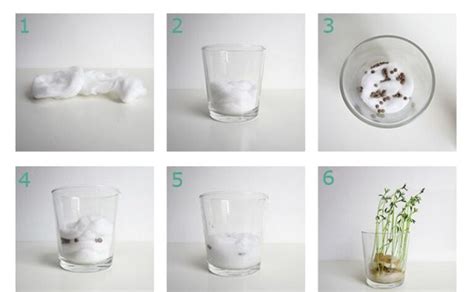 Proceso de colocación de garbanzos en algodón dentro de un vaso transparente