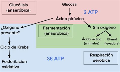 Diagrama comparativo de las vías metabólicas de respiración aeróbica y fermentación anaeróbica en levaduras