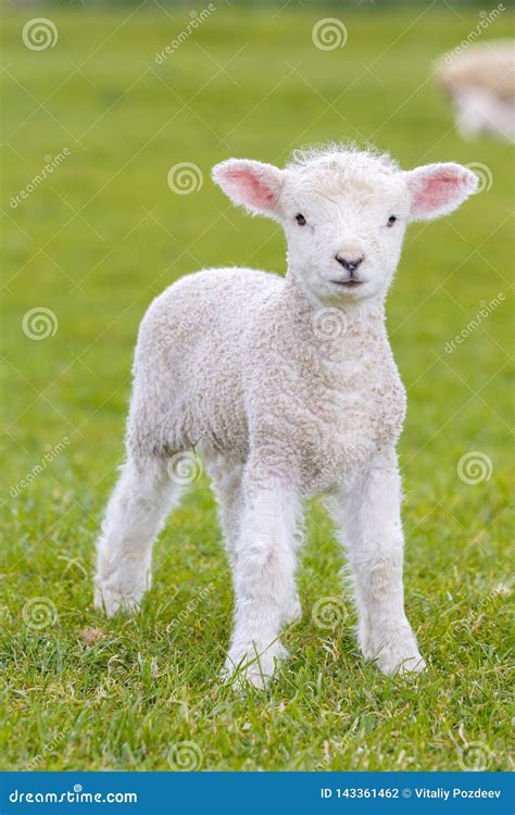 Foto de un cordero joven bebiendo de un biberón