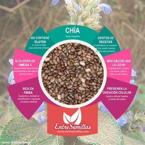 Infografía: Propiedades nutricionales de las semillas de chía