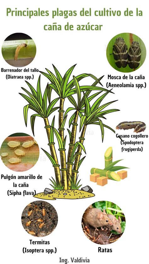 Esquema que muestra la caña de azúcar como origen común de los tres estilos de ron (hispano, británico y francés)