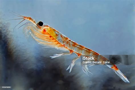 Ilustración o fotografía de Euphausia mucronata, krill antártico, presa fundamental del jurel
