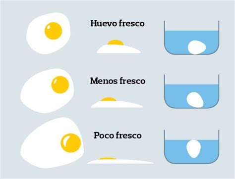 Infografía detallada: etapas de flotabilidad del huevo en agua según su frescura