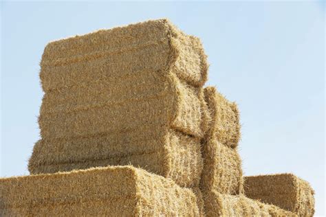 Esquema que muestra el proceso de conversión de rastrojo de maíz en sustrato para la producción de hongos comestibles