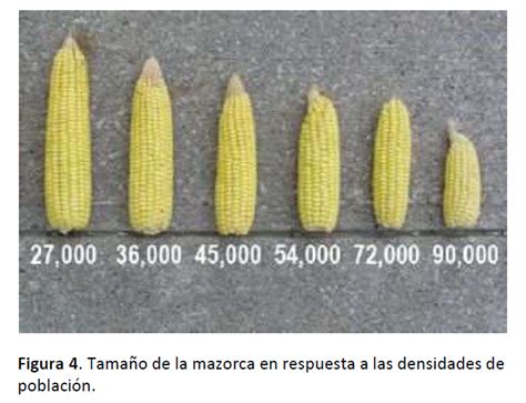 Gráfico comparativo: respuesta del rendimiento del maíz ante diferentes densidades de población en ambientes con alta y baja disponibilidad hídrica.