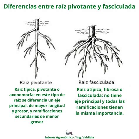 Esquema de una raíz pivotante de espinaca y cómo se desarrolla en un suelo suelto.
