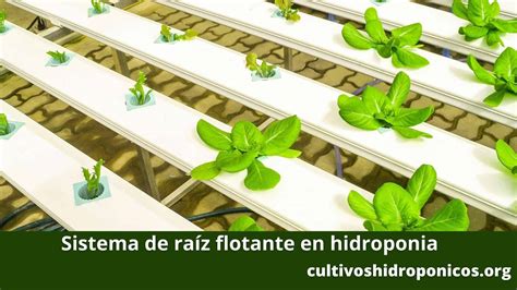 Diagrama de los sistemas hidropónicos NFT y Raíz Flotante aplicados al cultivo de espinaca.