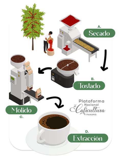 Esquema visual del proceso de tostado y pelado de avellanas