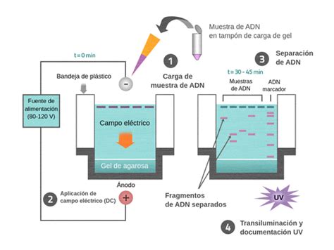 Diagrama simplificado del proceso de electroforesis de proteínas para el análisis genético.