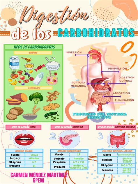 Infografía explicando el proceso de digestión de carbohidratos y la respuesta de la insulina en el cuerpo humano.