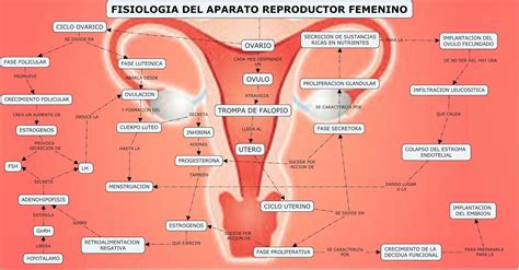 Esquema del aparato reproductor femenino con glándulas de Bartolino y Skene